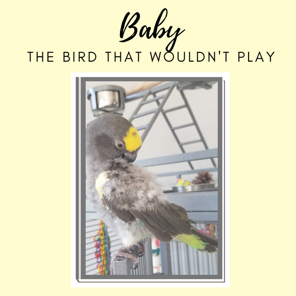Baby. the bird that wouldn't play.