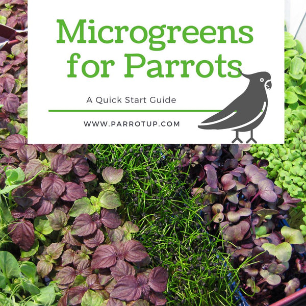 Easy Microgreens for Your Parrot.