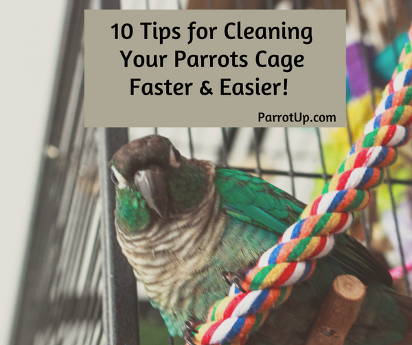 10 Time-Saving Tips for Keeping Your Parrots Cage Clean.
