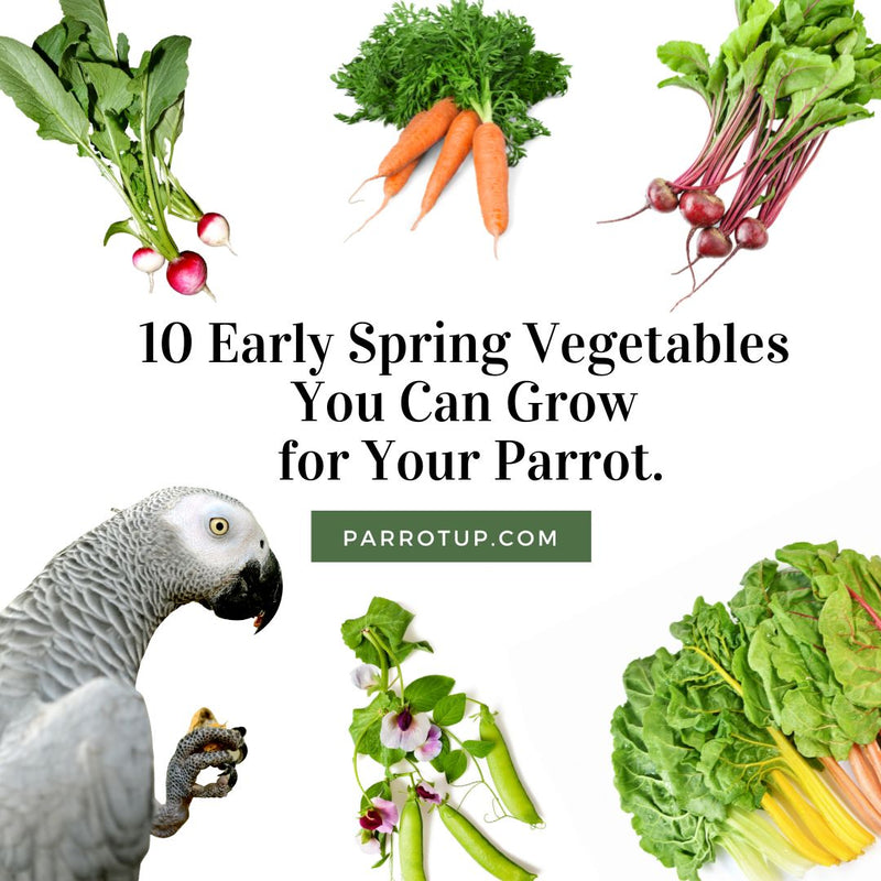 10 Early Spring Vegetables You Can Grow for Your Parrot.