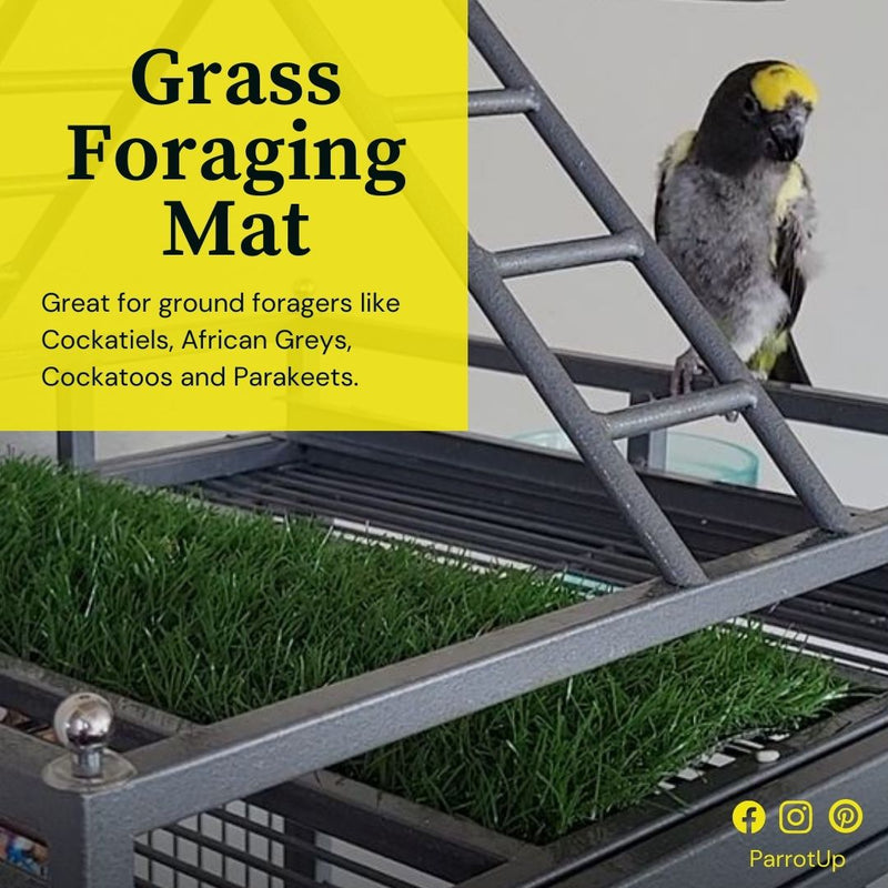 Grass Foraging Mat for Your Parrot