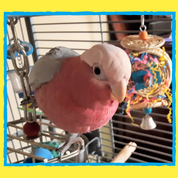 Your parrot wants you to read this! The benefits of enrichment and how to get started.