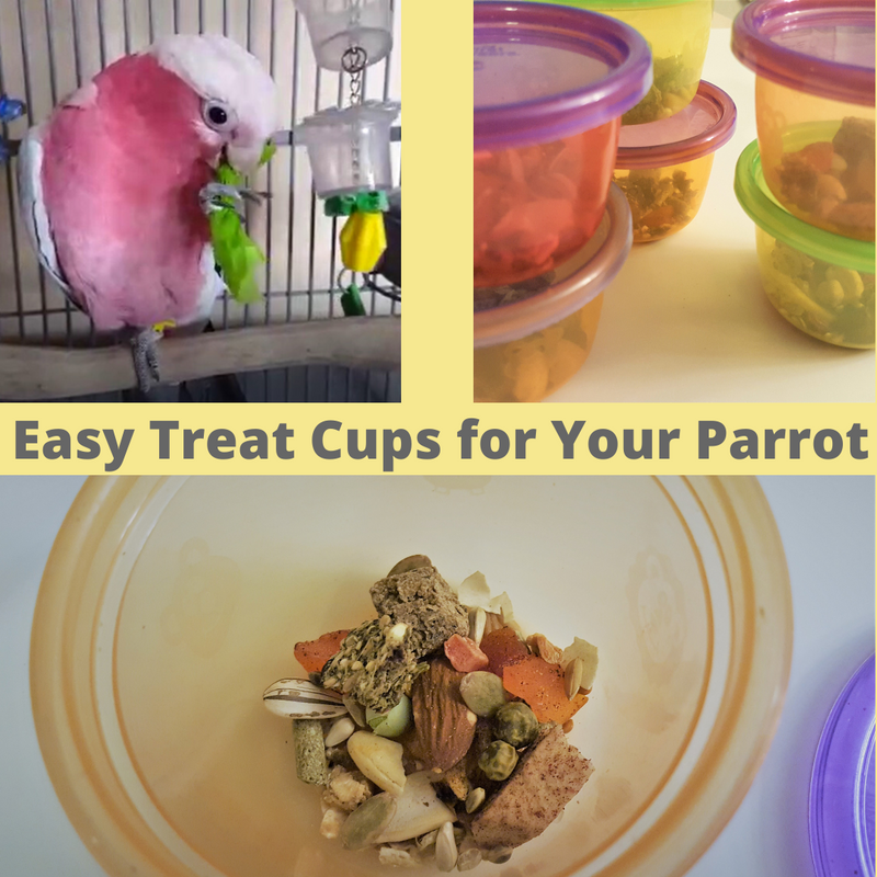 Easy, Time-Saving Parrot Treat Cups.