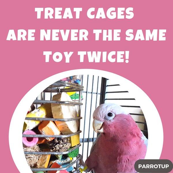 Turn Your Parrots Treat Cage Into an Enrichment Powerhouse.