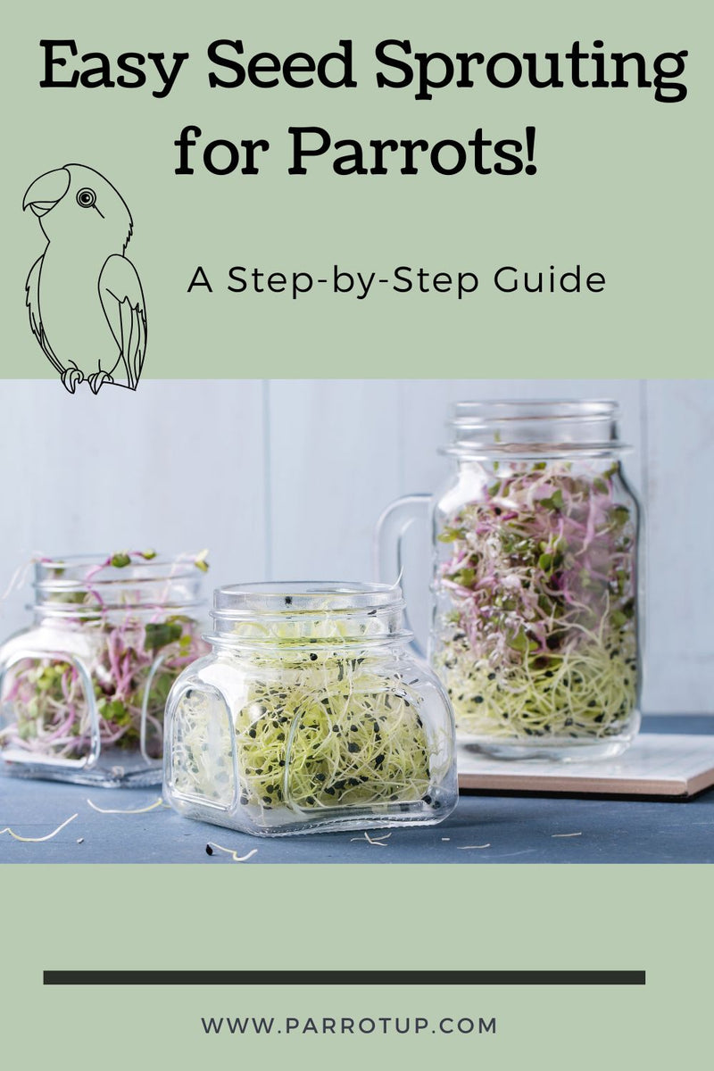 Easy Seed Sprouting for Parrots: A Step-by-Step Guide