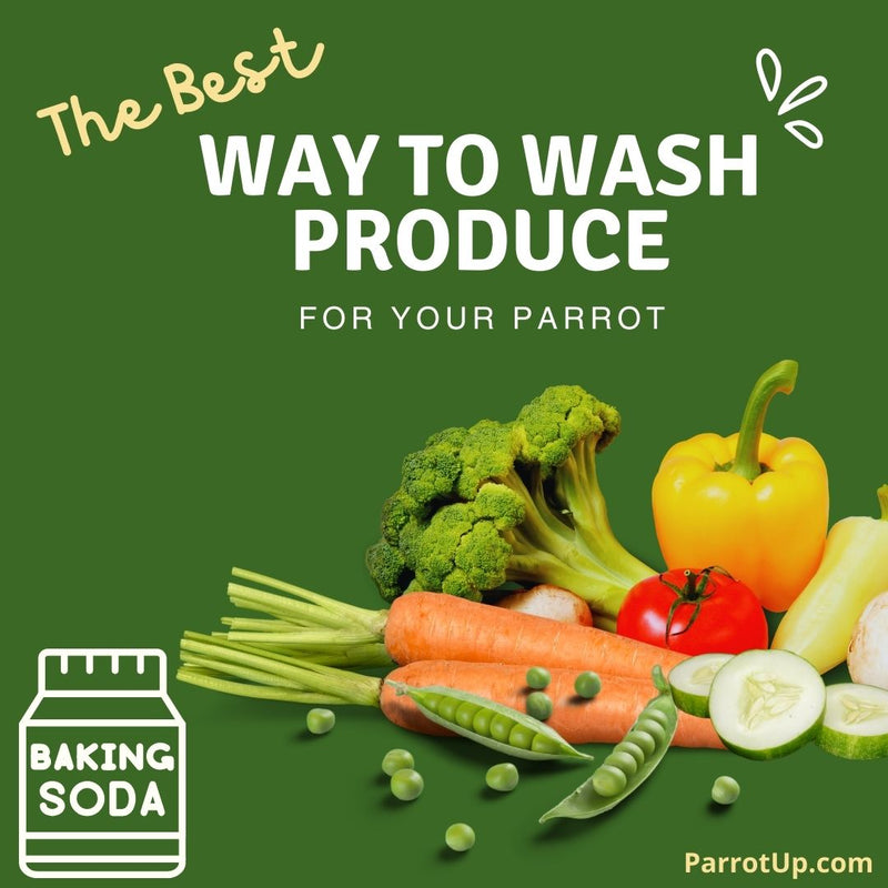 The Best Way to Wash Vegetables and Fruits for your Parrots.